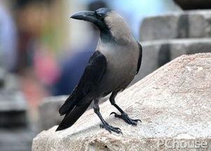 灰色乌鸦